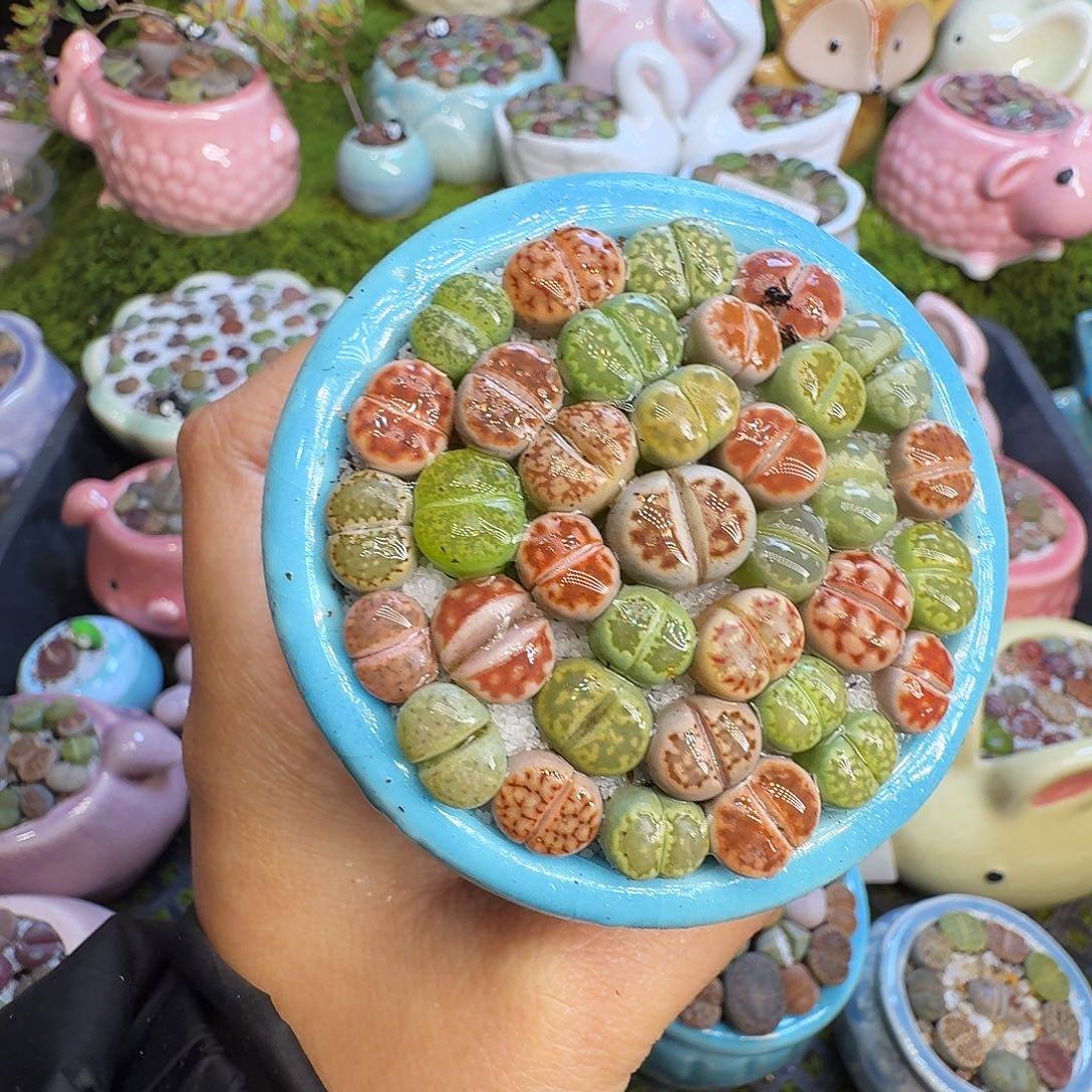 多肉植物开播福利1062