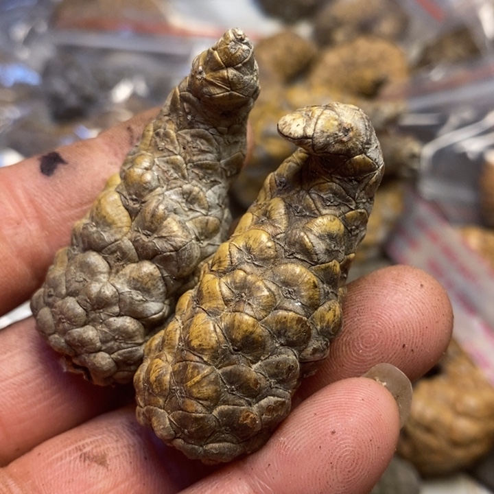 桃核吊坠东北特产119