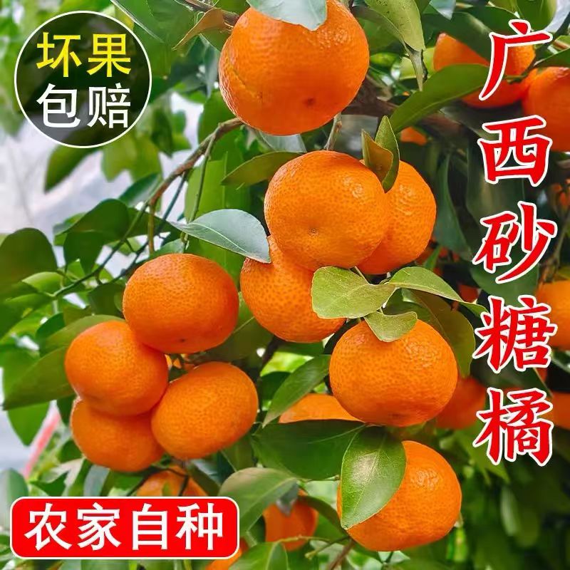 正宗广西原生态老树砂糖桔，不抛光，不打蜡，不泡药水，现摘现发