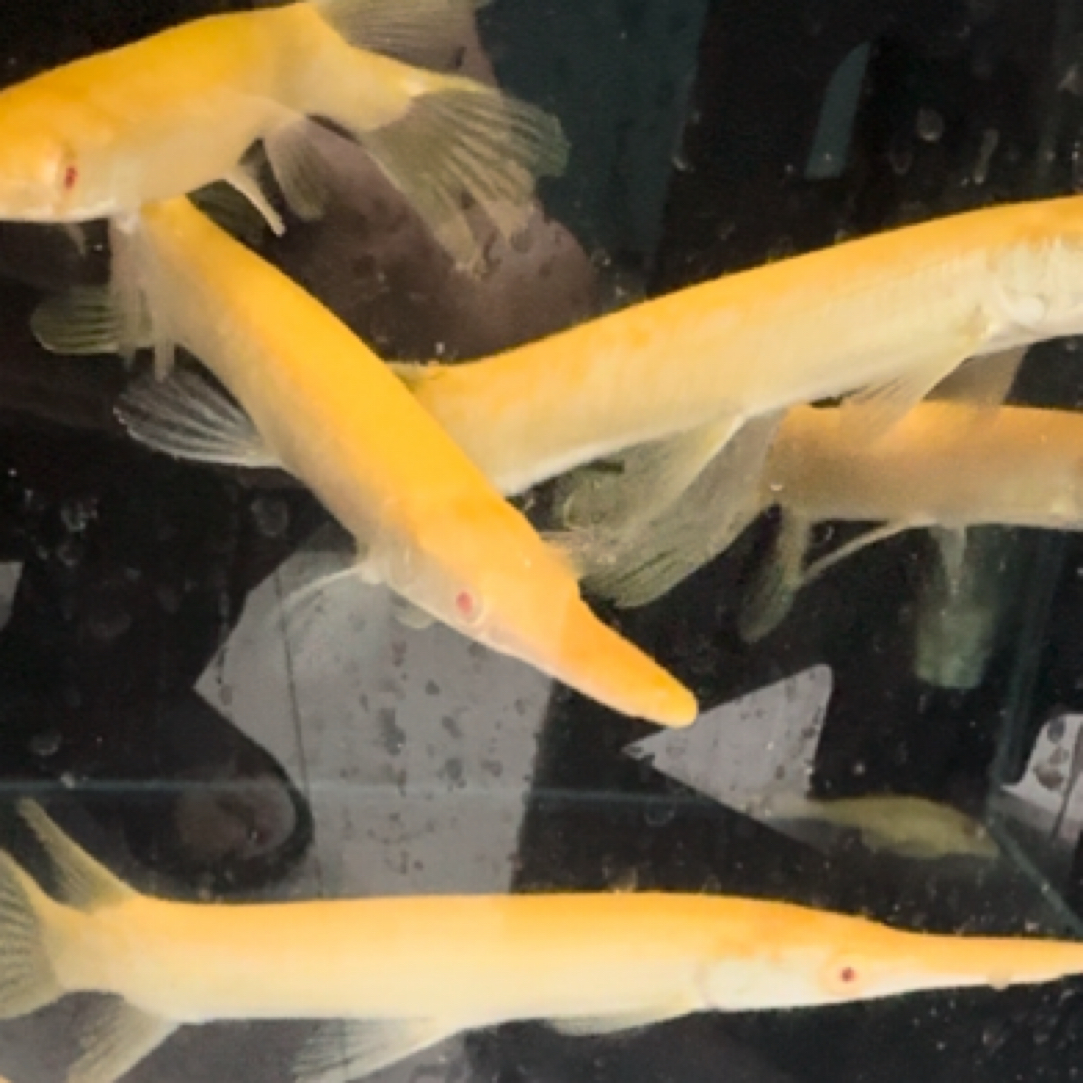 黄化火箭鳄雀鳝苗子观赏热带猛鱼尖嘴鱼好养