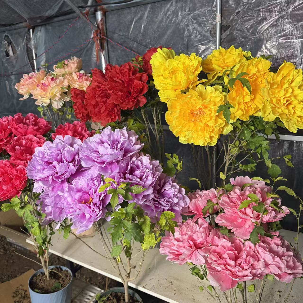 木槿花带芽发货重瓣大花四季开花耐寒耐热花卉木槿花不怕冻