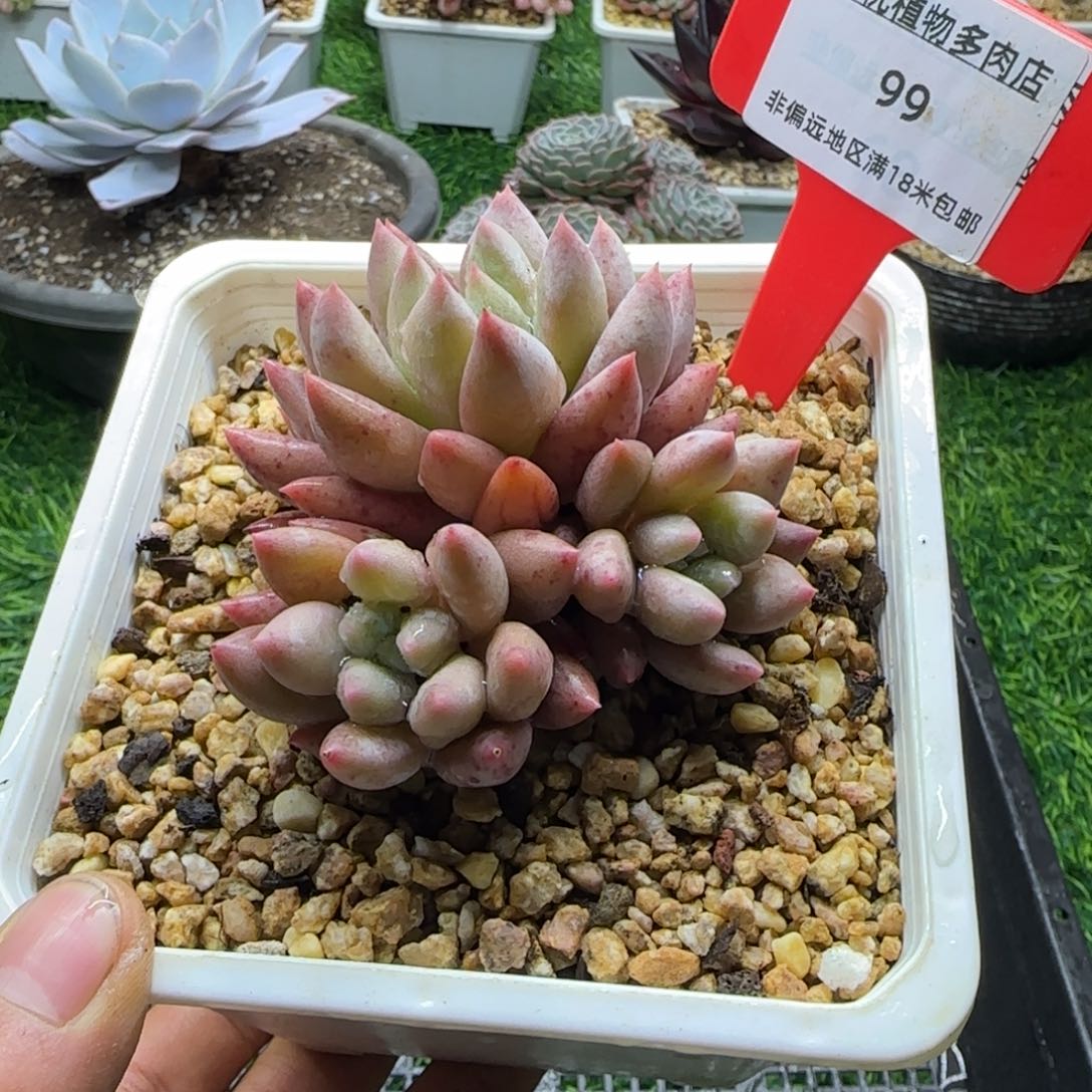 解忧多肉植物编号99
