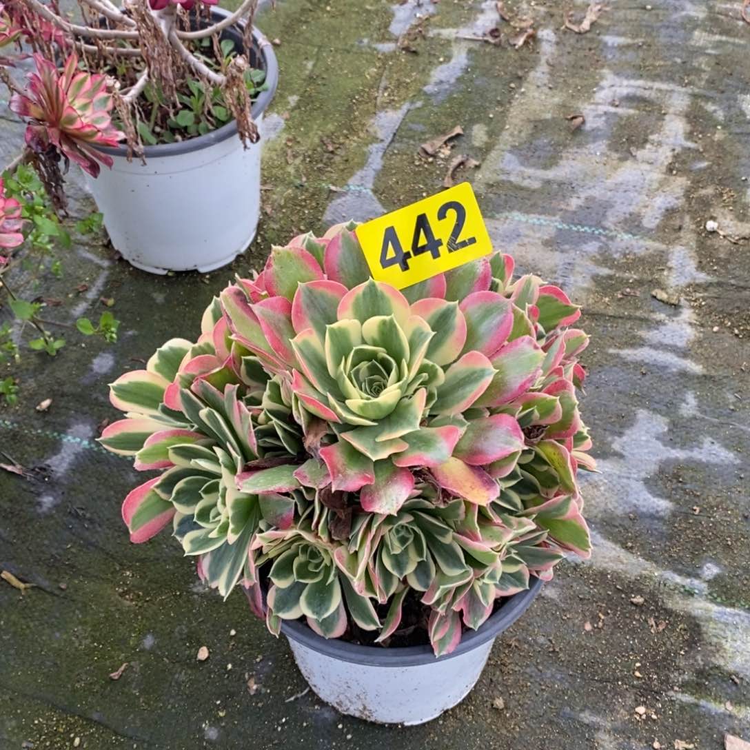 白凤多肉法师442