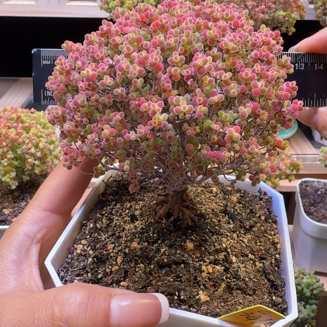 a341号蜜橘冠服11厘米左右