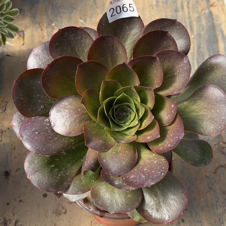 魅金玫瑰多肉法师2065