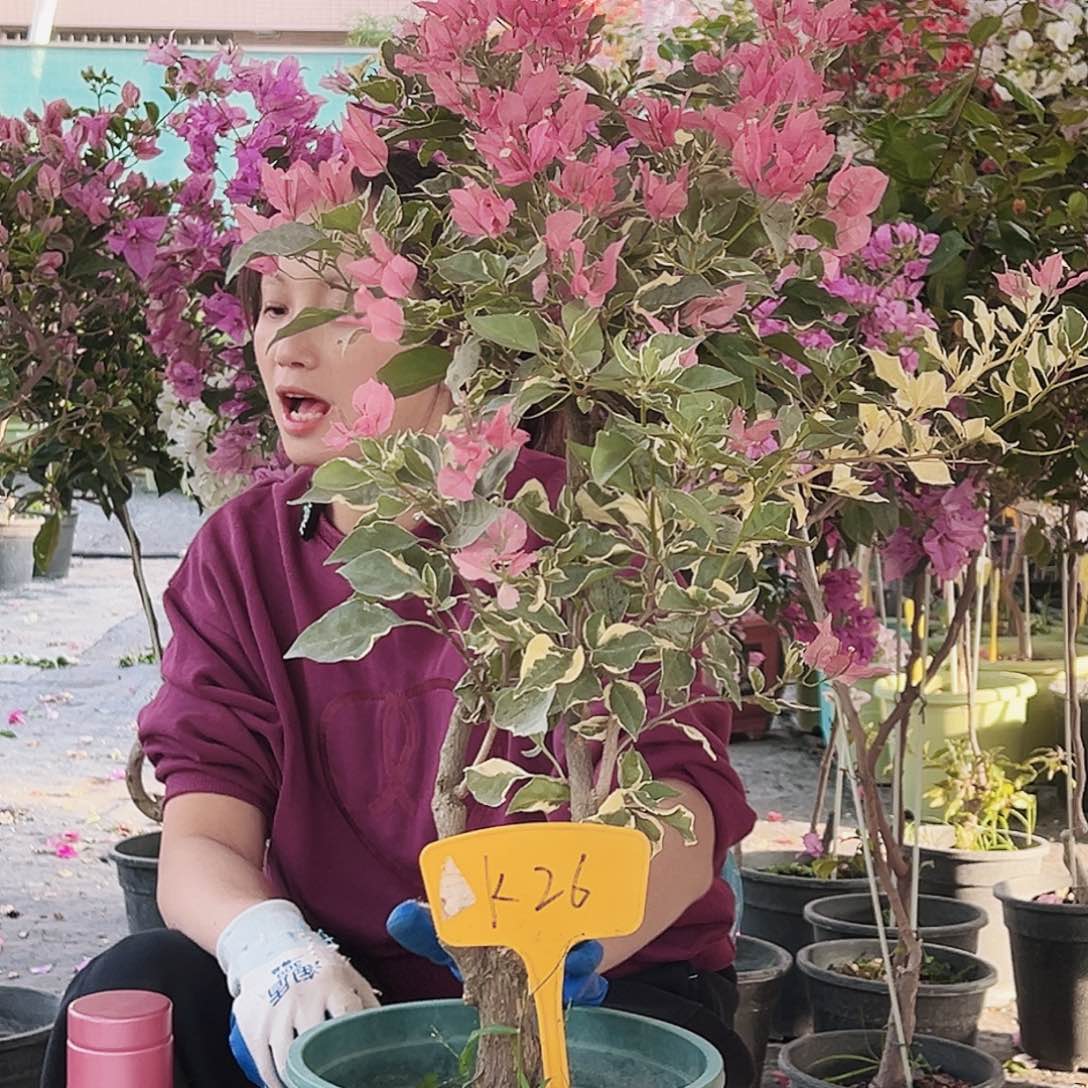 用***鹰大部分花苞少量开放K26粉蝶