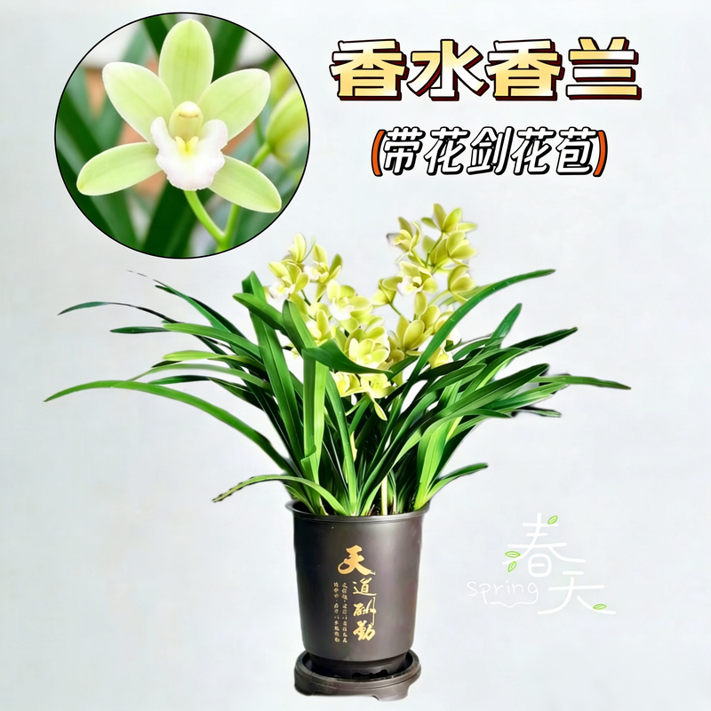 ［京东上门］2-4支花剑香水香兰带古风盆浓香型大花惠兰 室内盆栽