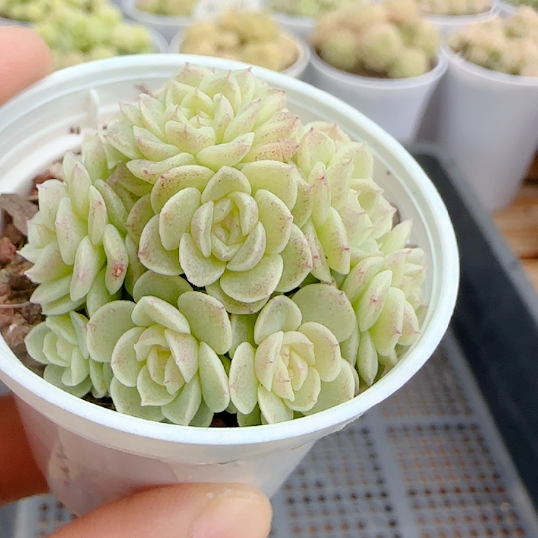 1110-75（优选麦杆）