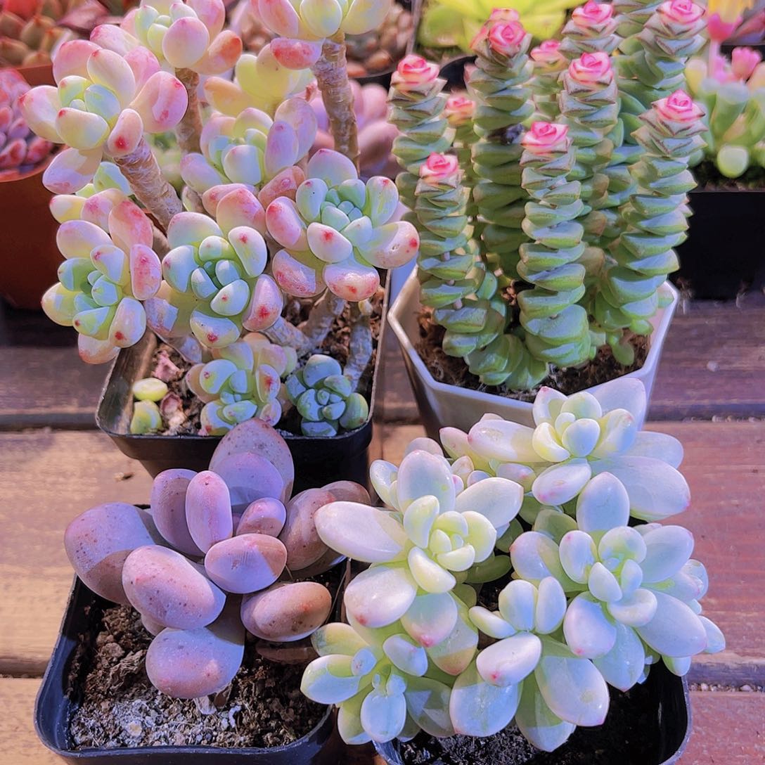 如图图4人1111111111111111