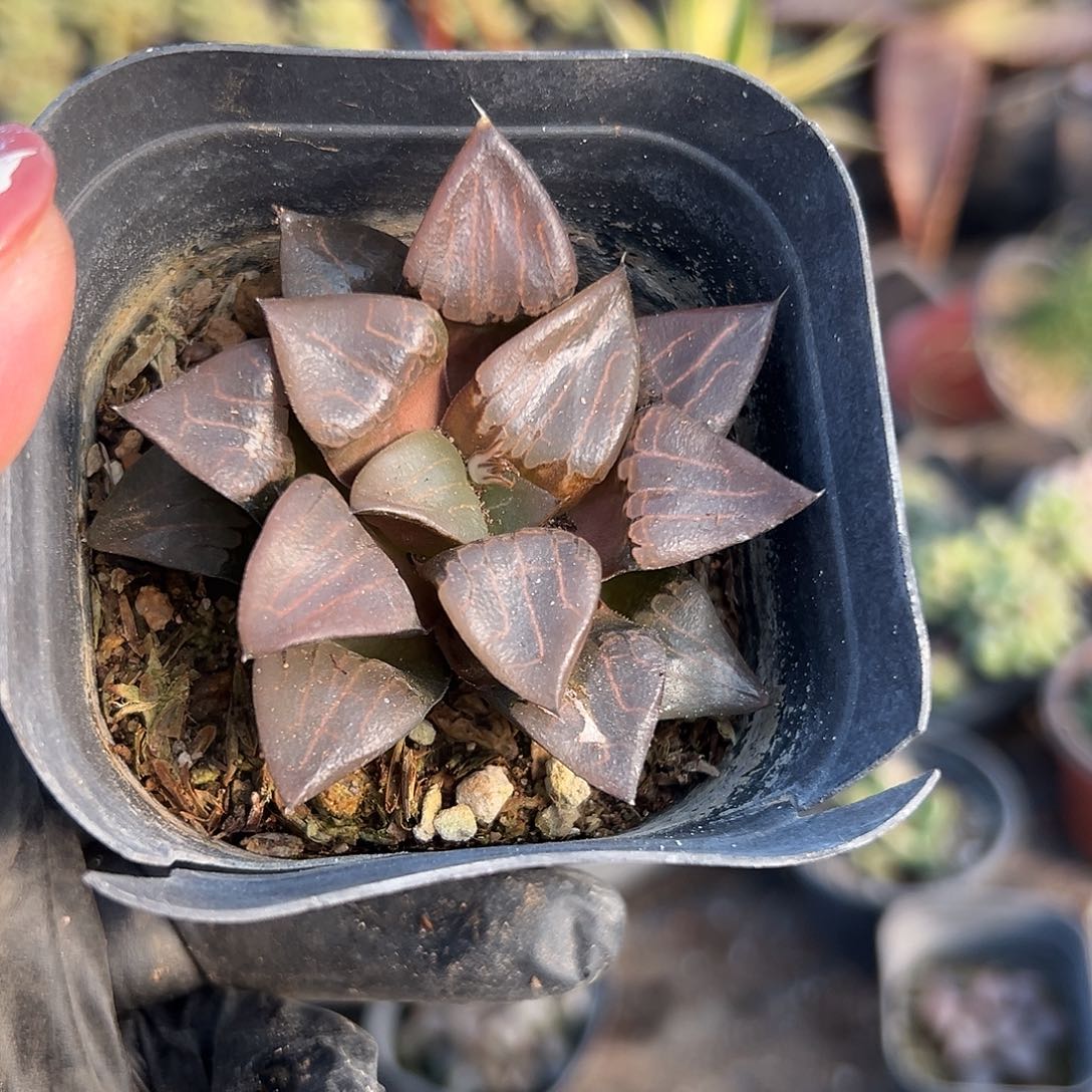 多肉植物多肉植物