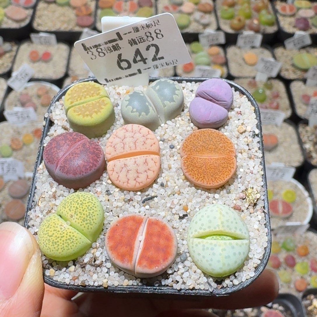 Sss精品清货价642