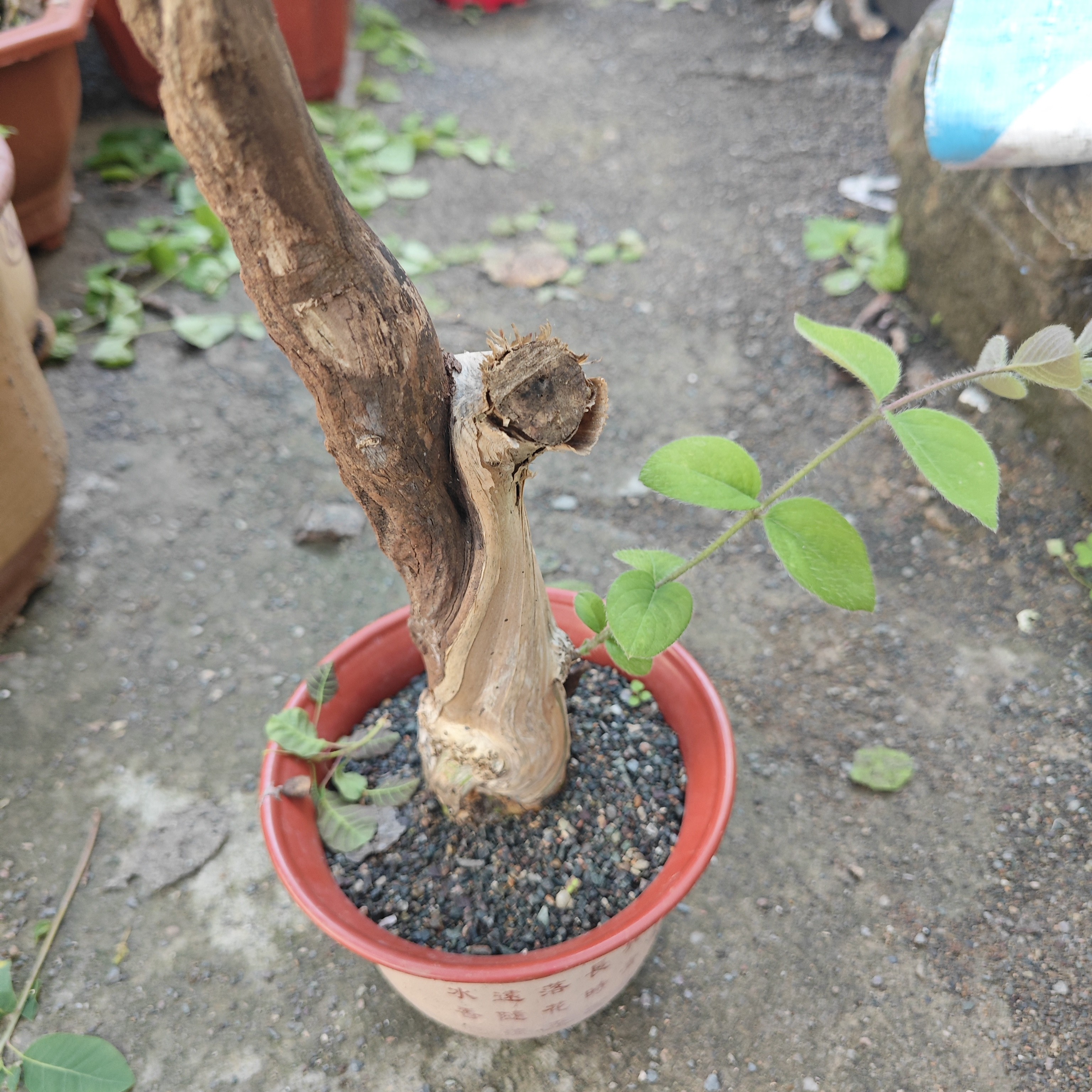 精品黄栌爆皮桩打造独特意境黄栌盆景盆景室内植物