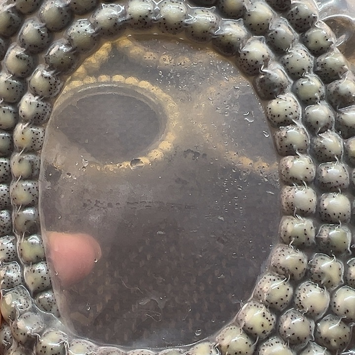 手串星月菩提海南原生态7/8侧留白头条