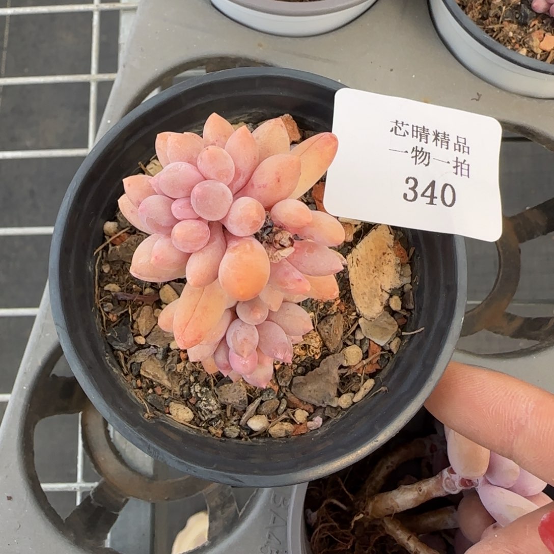 闪购精品多肉340号