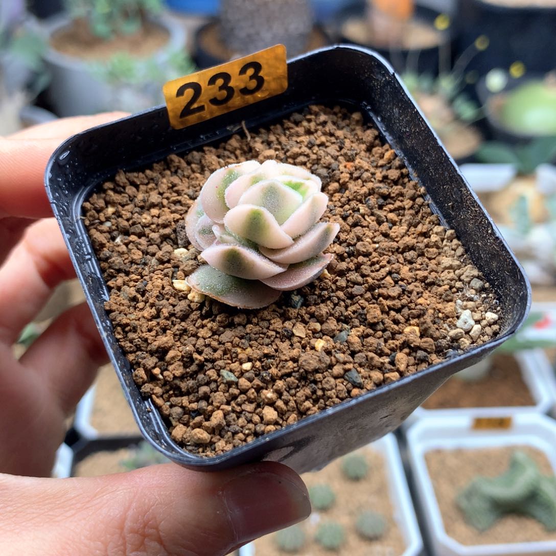 龙宫城锦青索龙属带盆