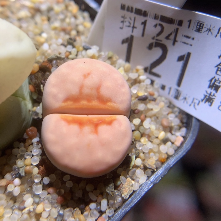 精品生石花121.121