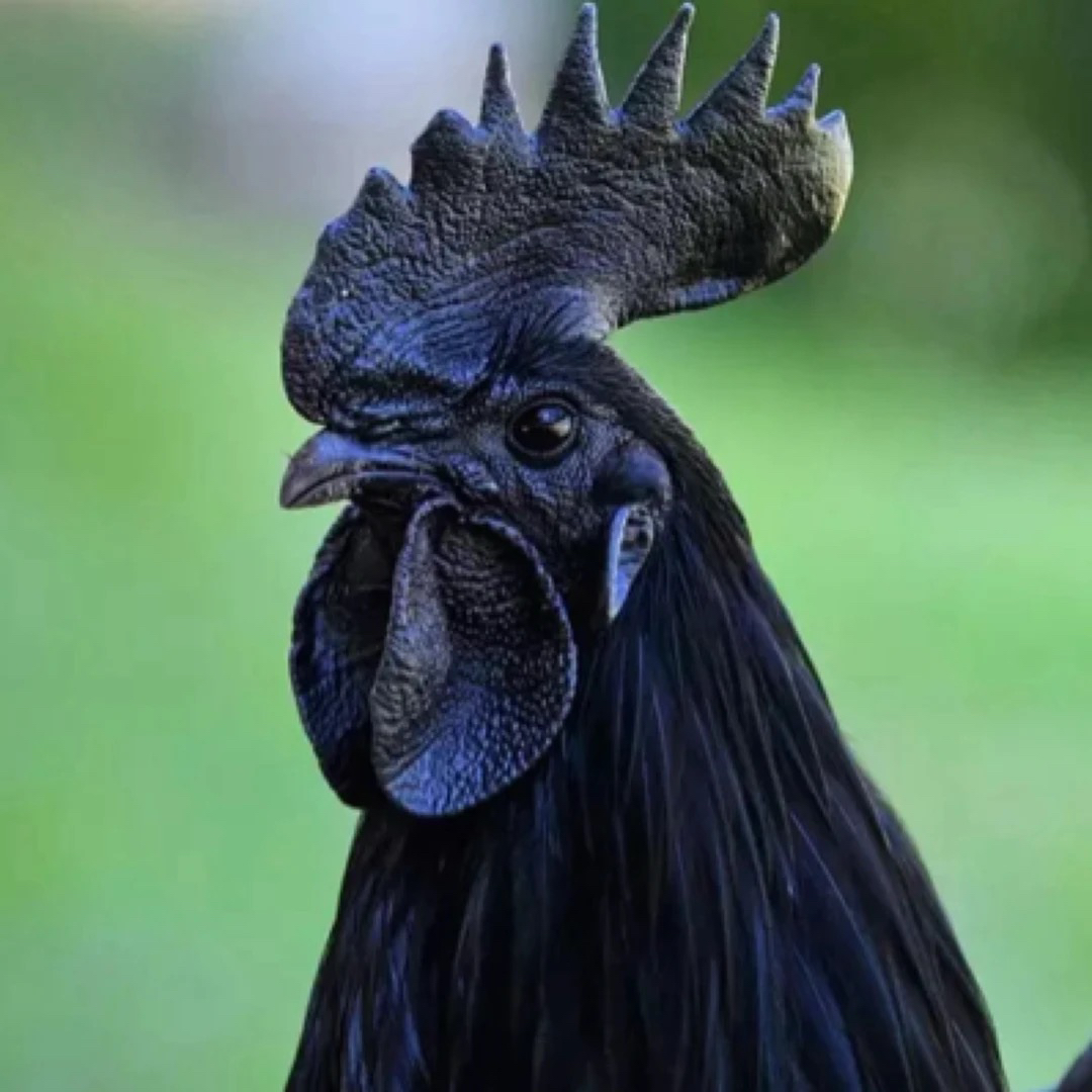 宠物鸡55天高纯乌骨鸡