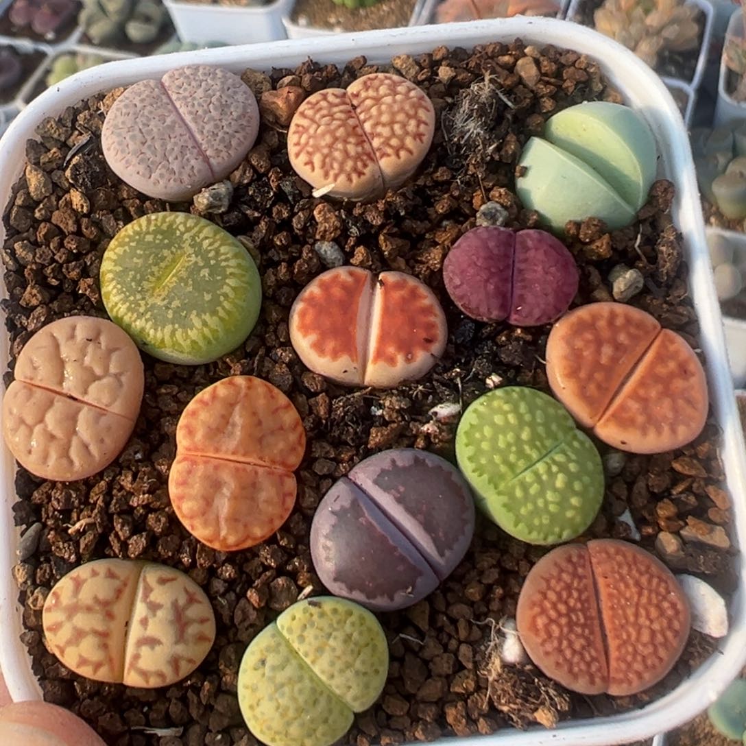3006多肉植物百科