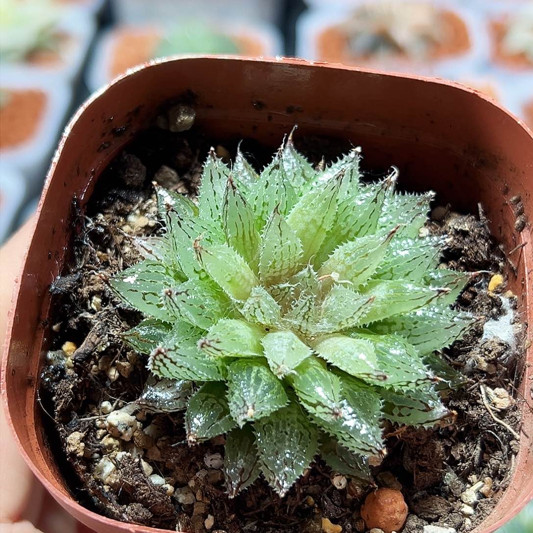 十二卷多肉岩兰玉露