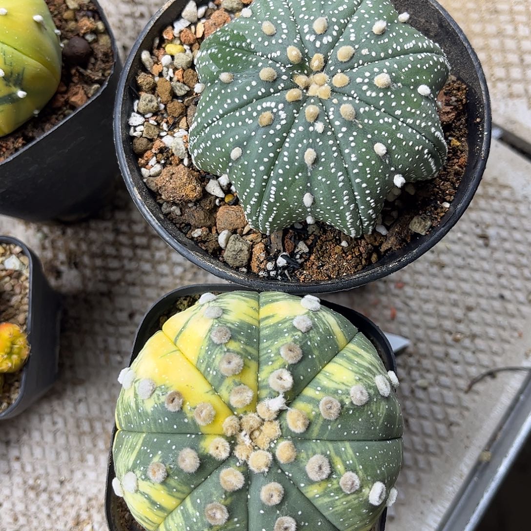 阿***敏无花朵都是生根两颗