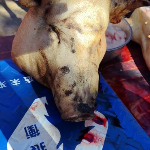 中国大陆餐饮制售猪头