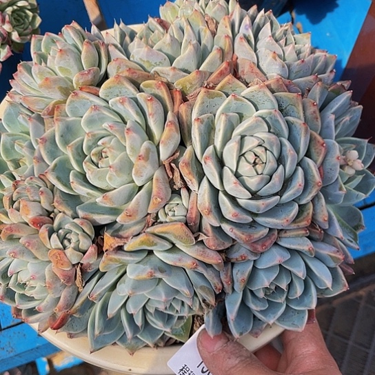 暖*如梦令15031多肉