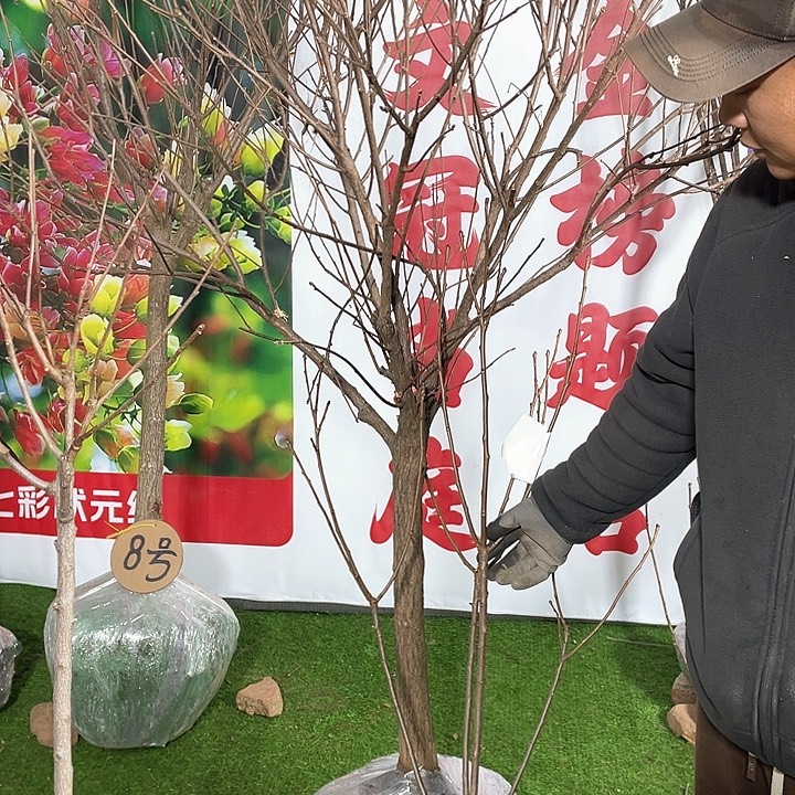 无花朵文冠花一物一拍