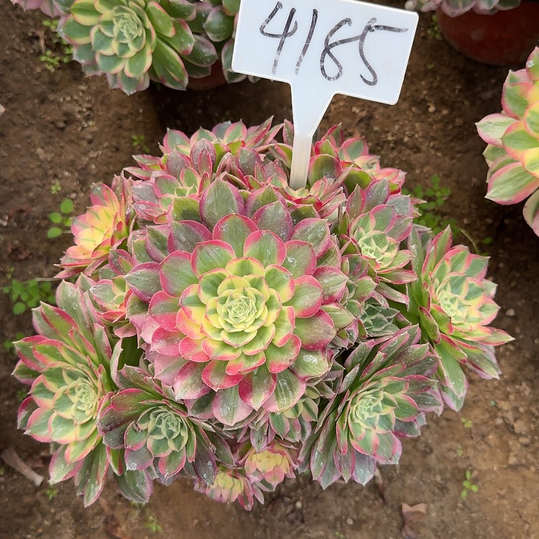 4185海仙多肉法师多肉