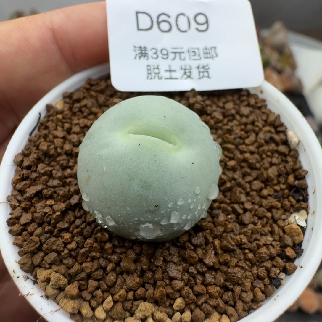 609多肉哈哈哈哈哈哈哈