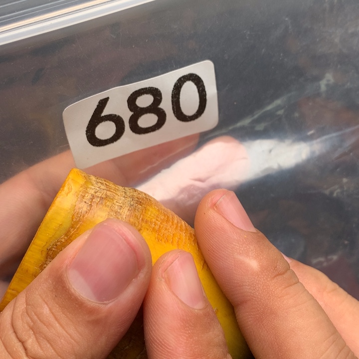 大果紫檀（缅甸花梨）