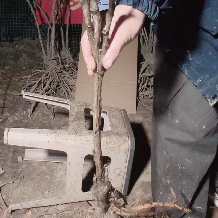 当前无花栽培后可以开花黑豹