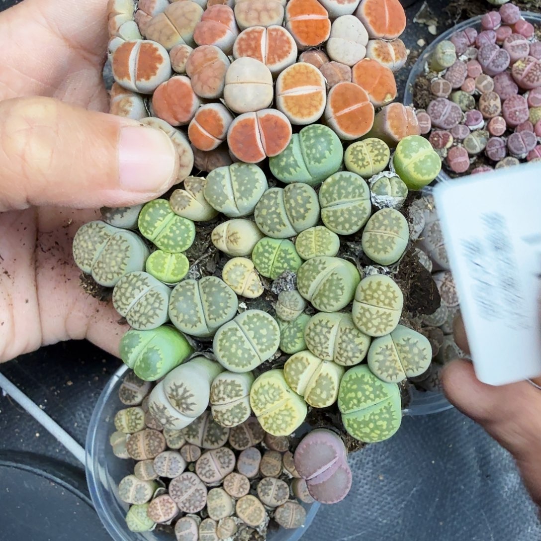 这个点睡起来都会梦141