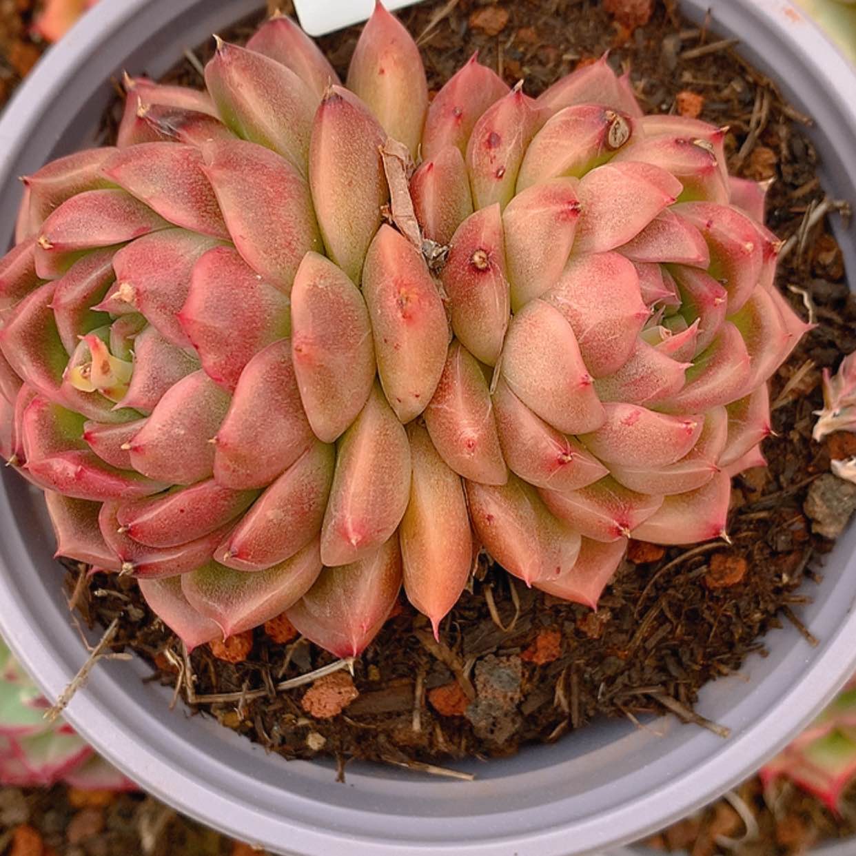 【闪购商品】云740