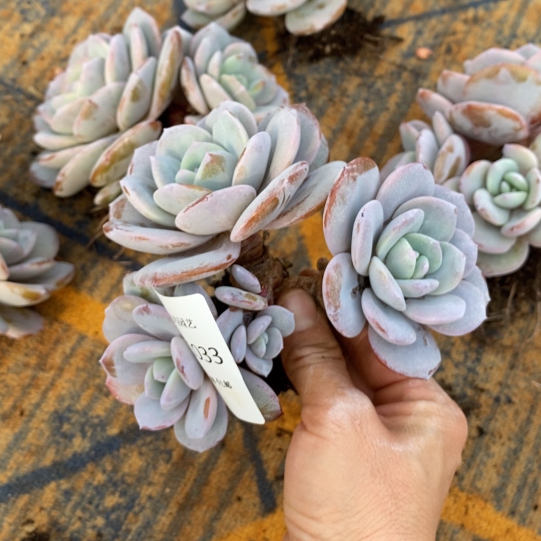 吃****奶茶群生多肉多肉033