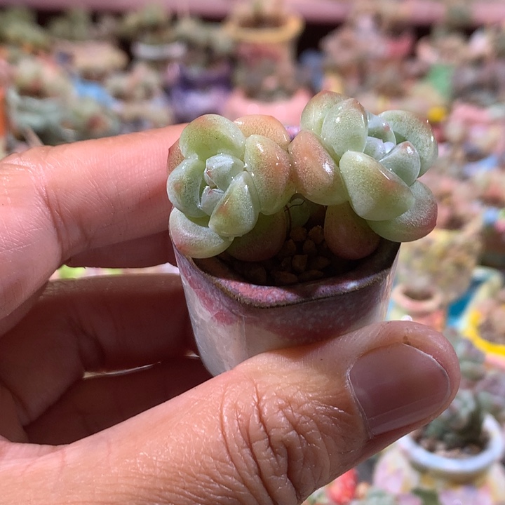 冰透糖心冰玉带盆发货