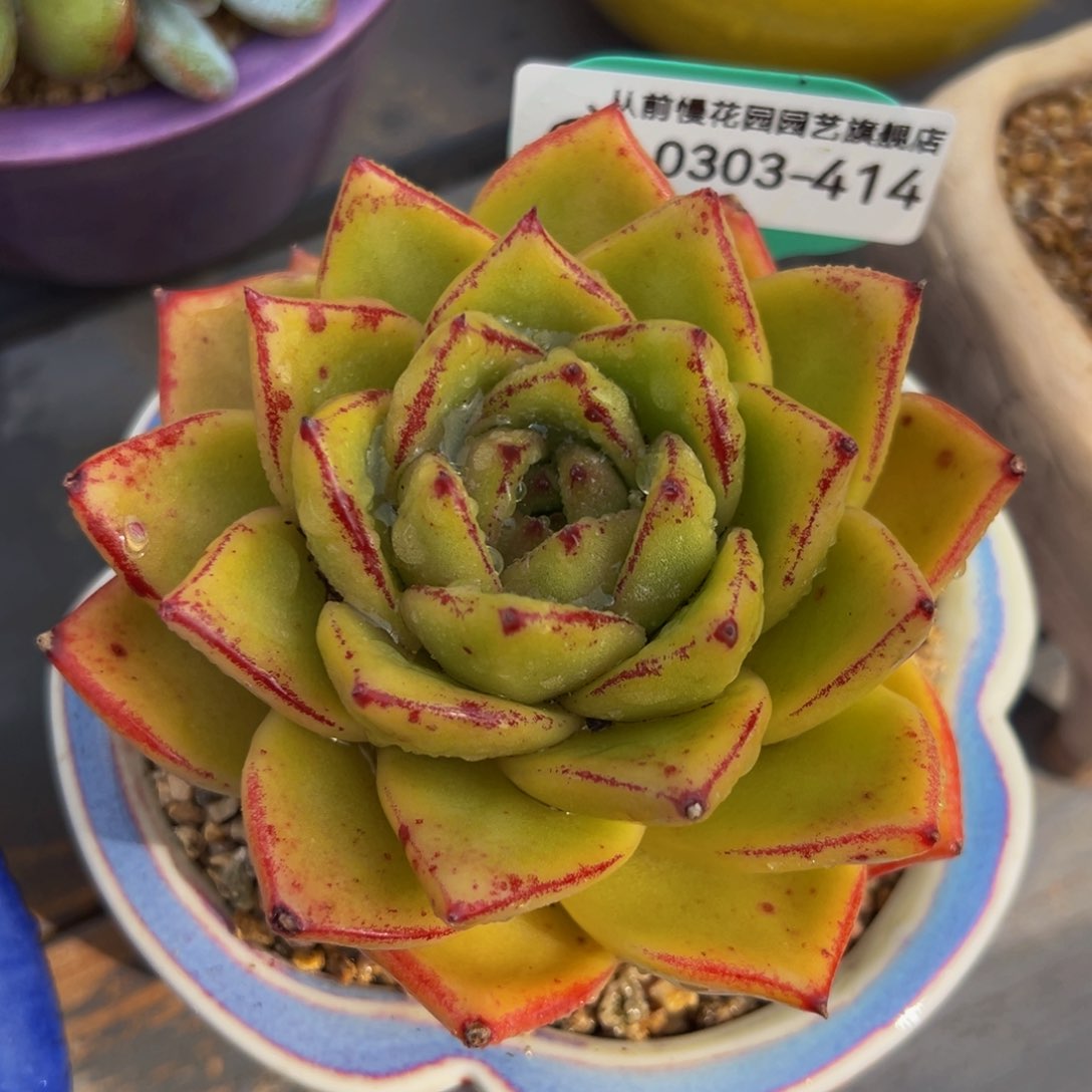 从前慢多肉精选编号0303.414