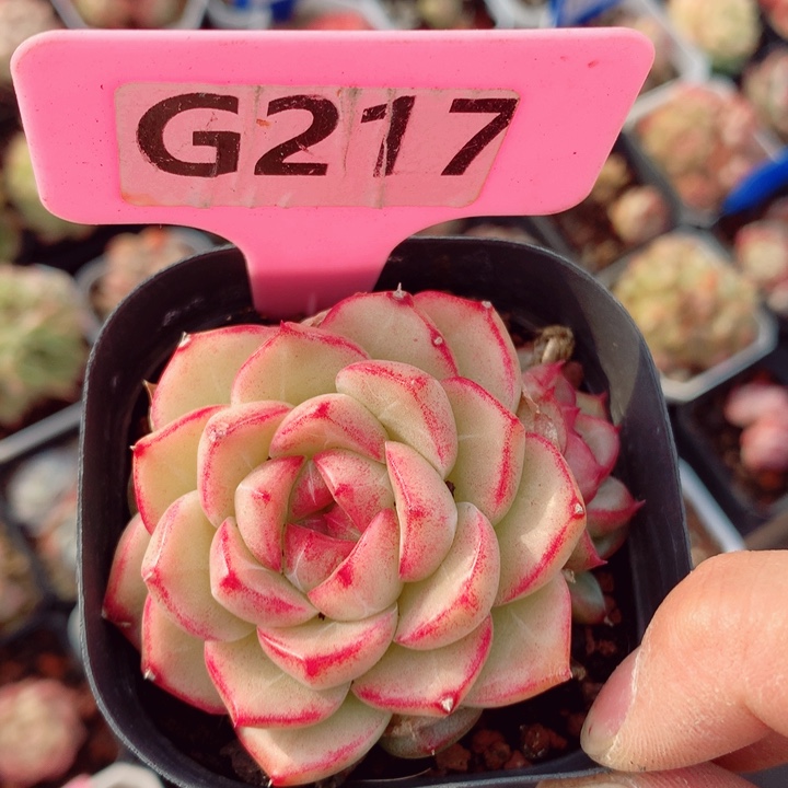 麦秆6cm多肉植物