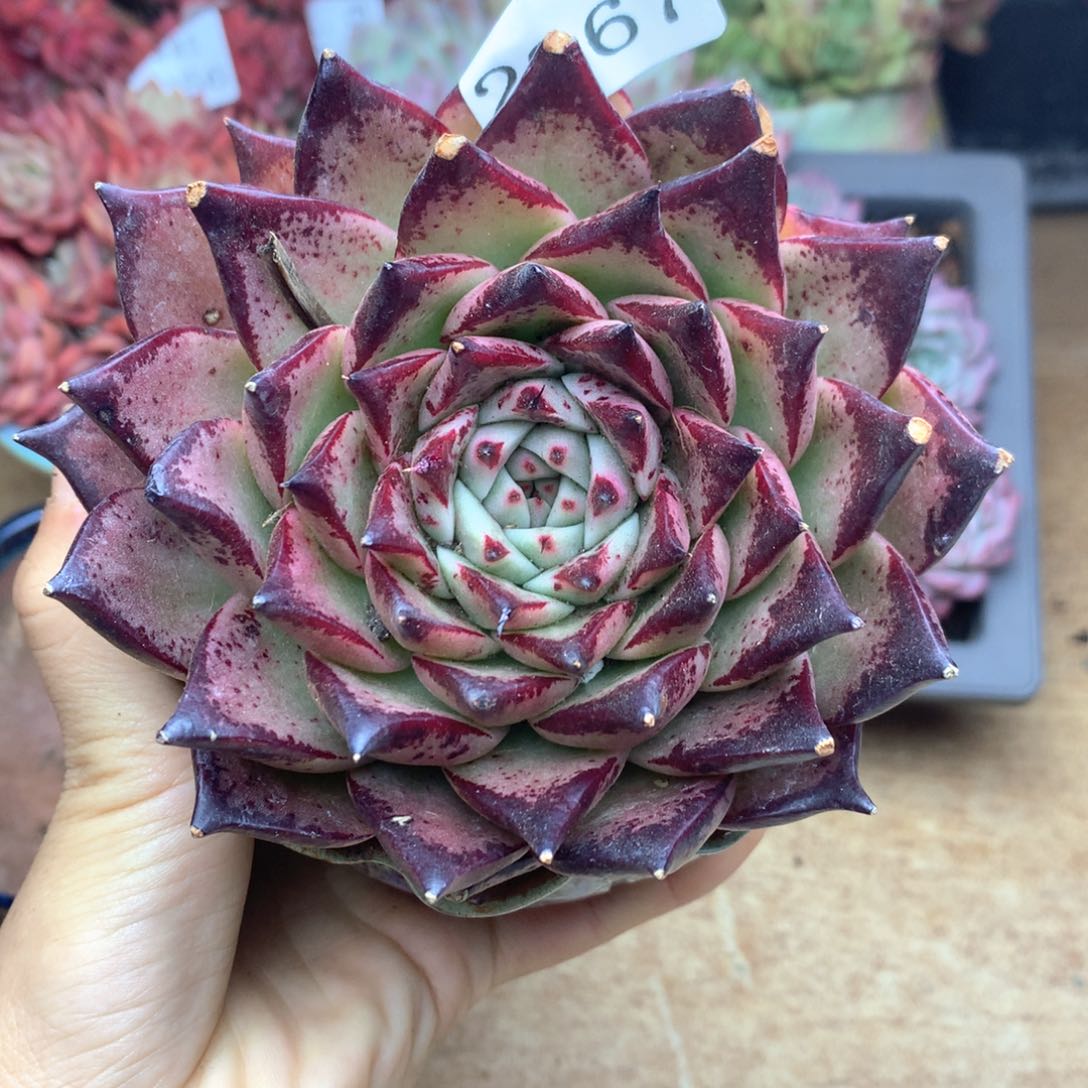 张*然2267有叶伤特杂交多肉