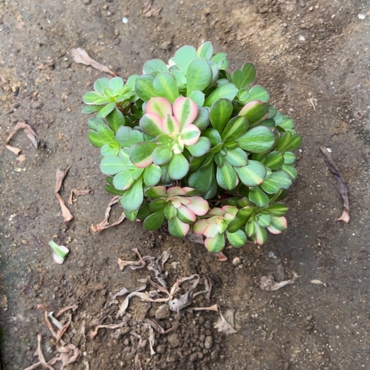 多肉植物砍头七彩不售后