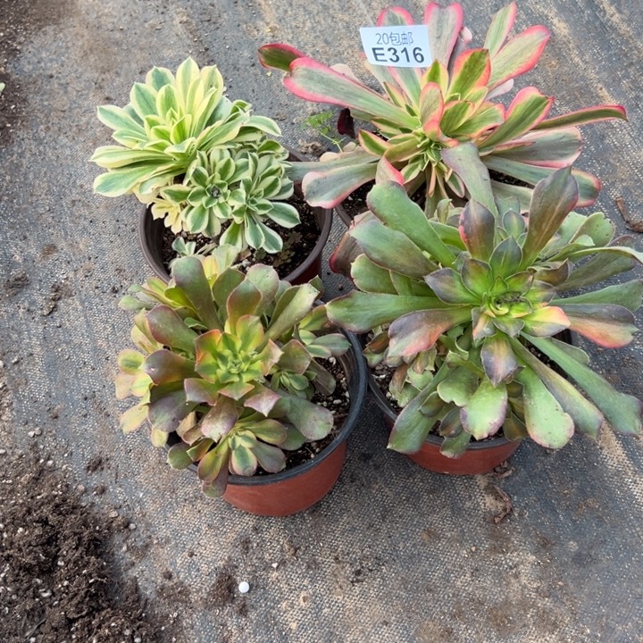 多肉植物316种植物