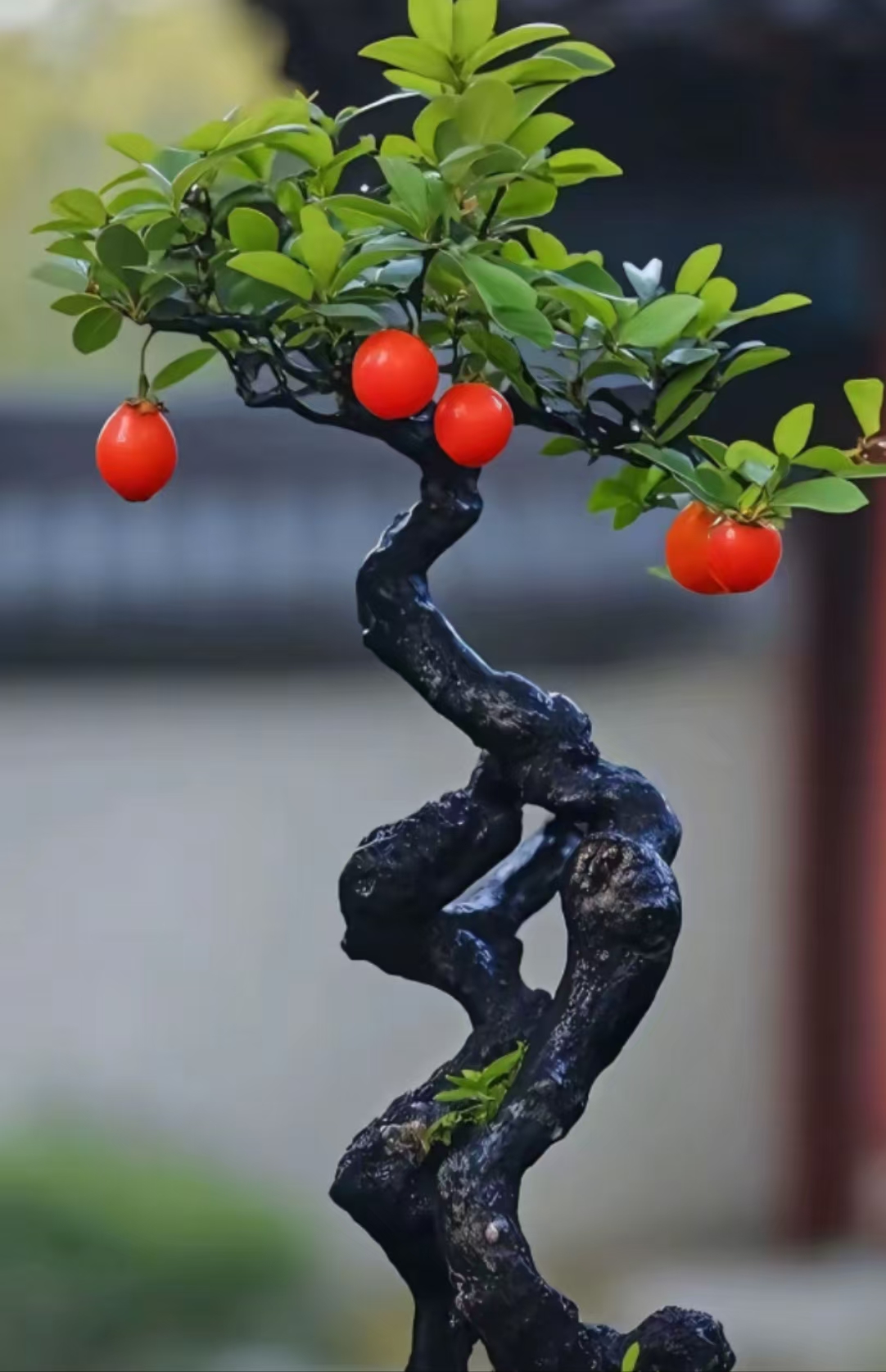 一枝春精选金弹子盆栽绿植正宗盆景发货金弹子树【一物一拍】3号