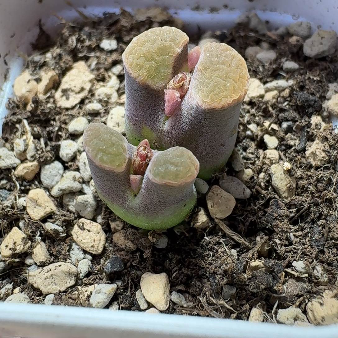 91号双头班克尺寸小