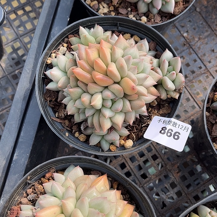 阿雅园艺。     866象牙