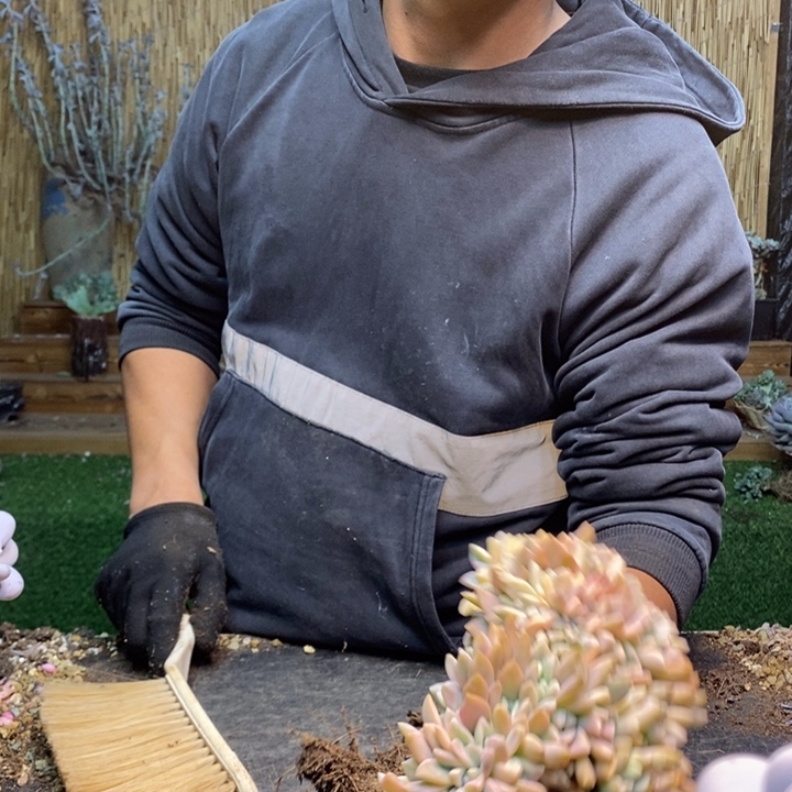 ｘ***娅470号多肉植物淡雪锦缀