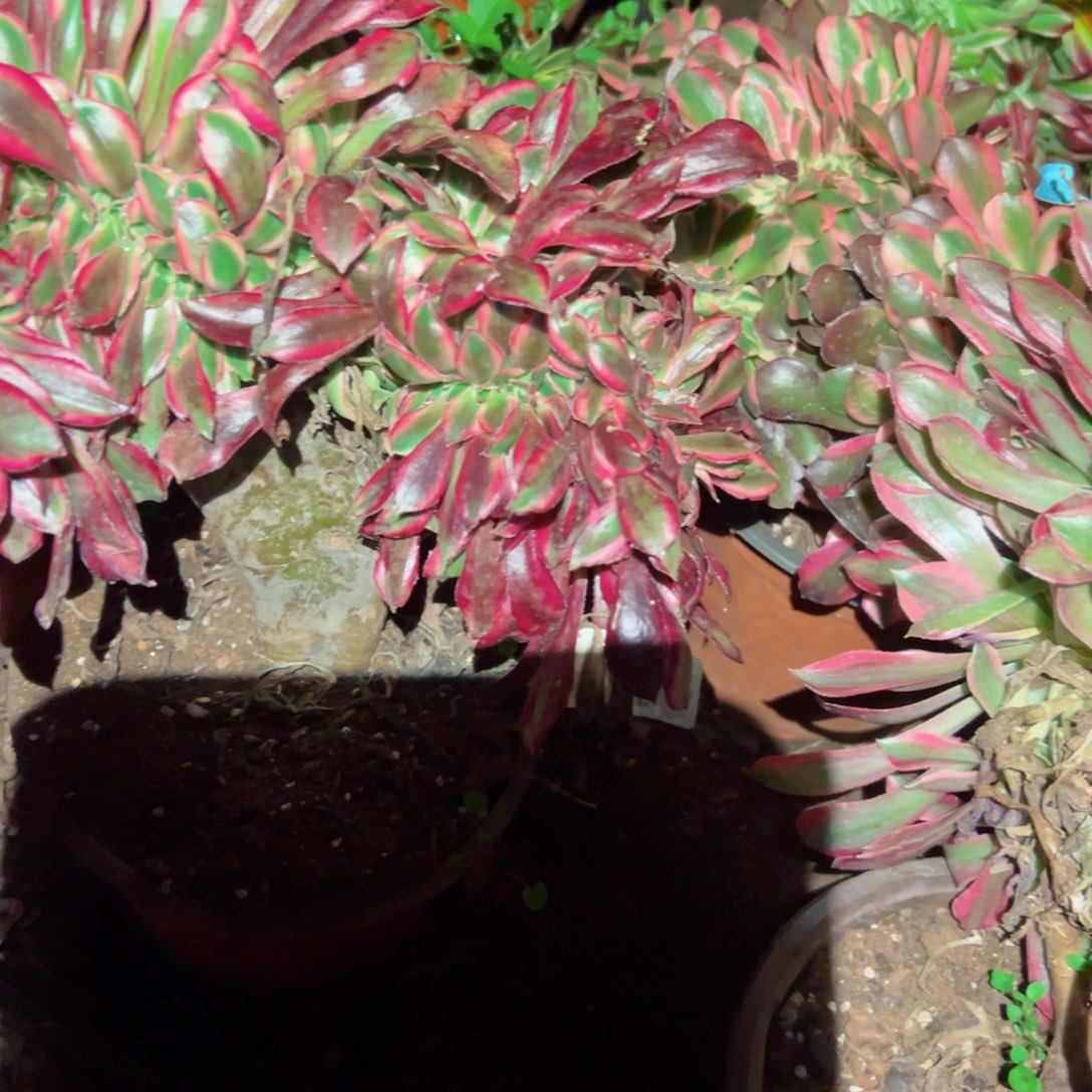 431 号多肉植物法师