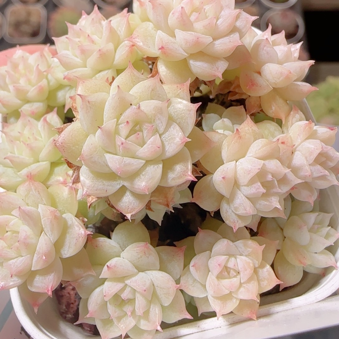 花语多肉1219-82散