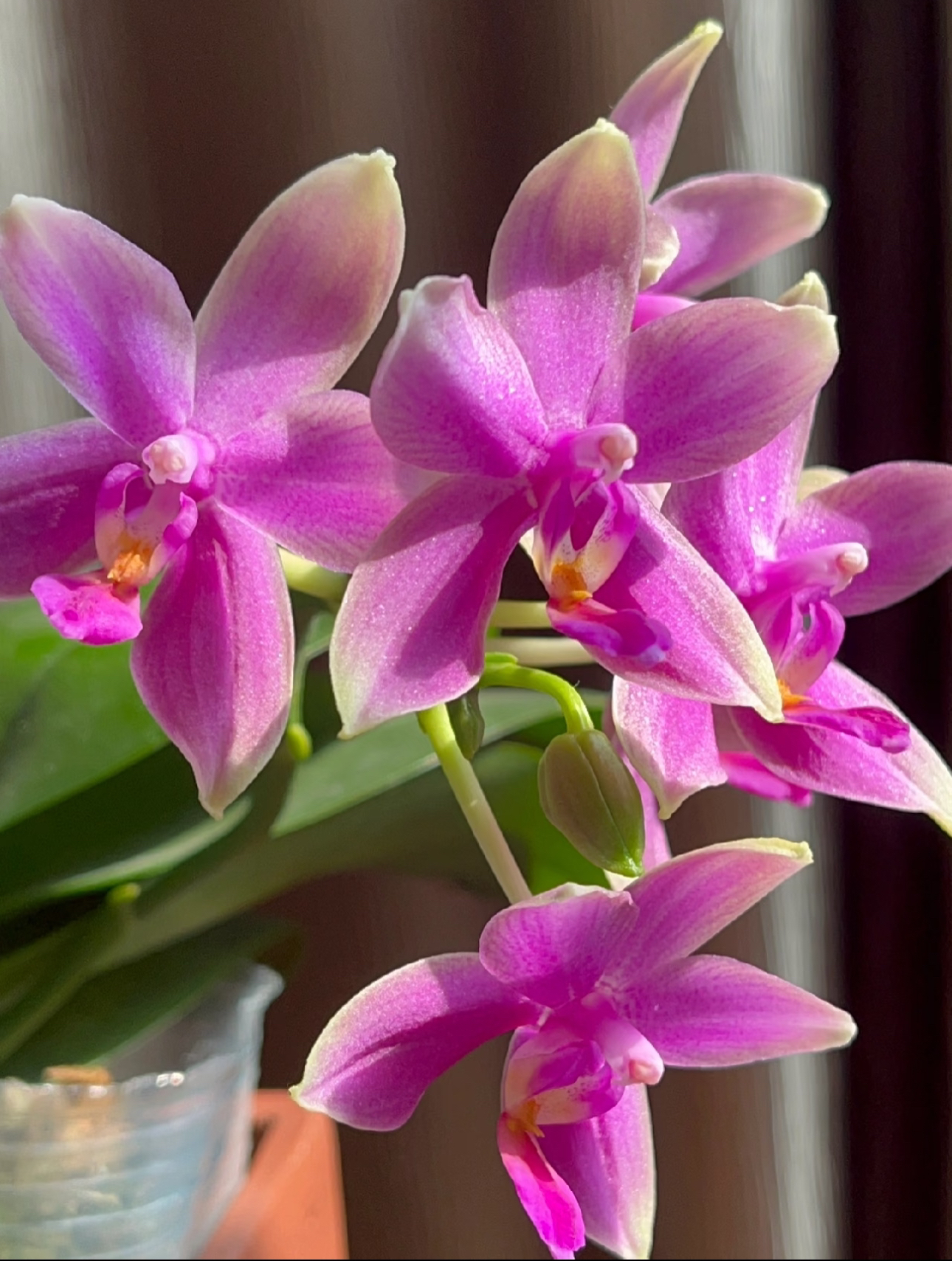 香奈儿  叶损（苗） 3寸