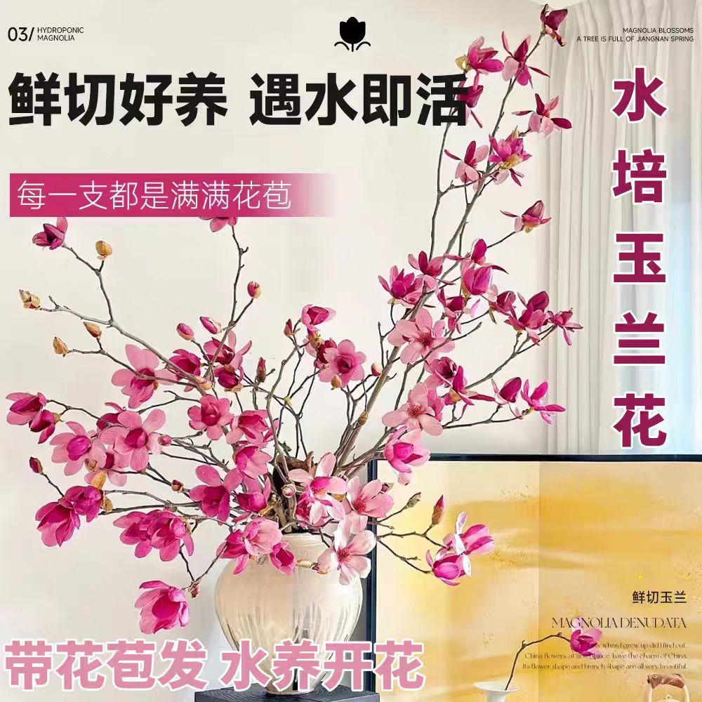 玉兰花鲜切花带花苞发货水培植物水养年宵花