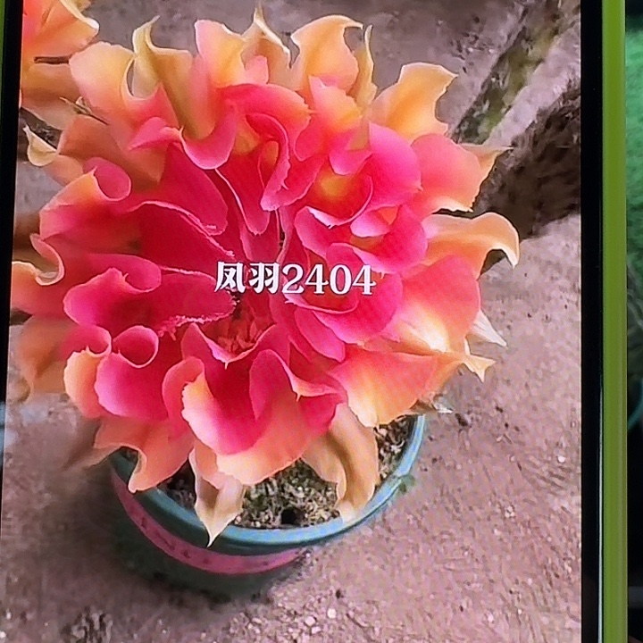 凤羽2404侧芽，尺寸以直播间看到的为准，偏远地区不包邮！