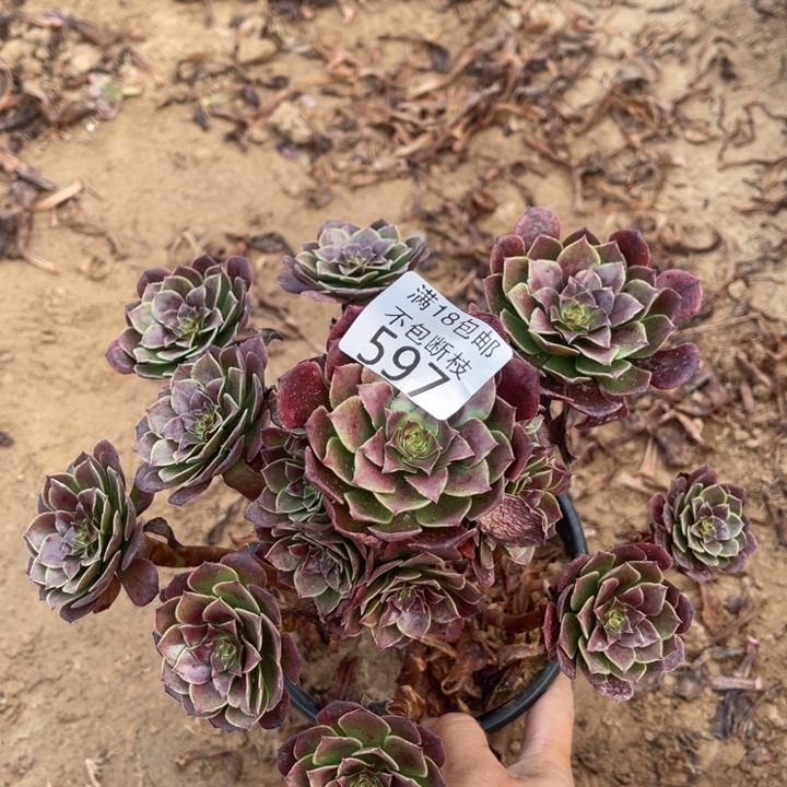 597杂交万圣铜1北法师